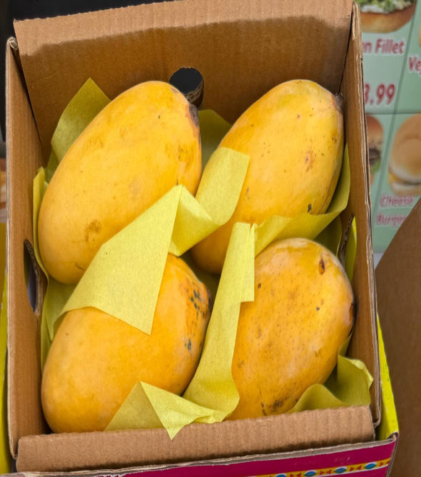 Small Box 4 Pieces Pakistani Sindhri Mangoes 1.2kg