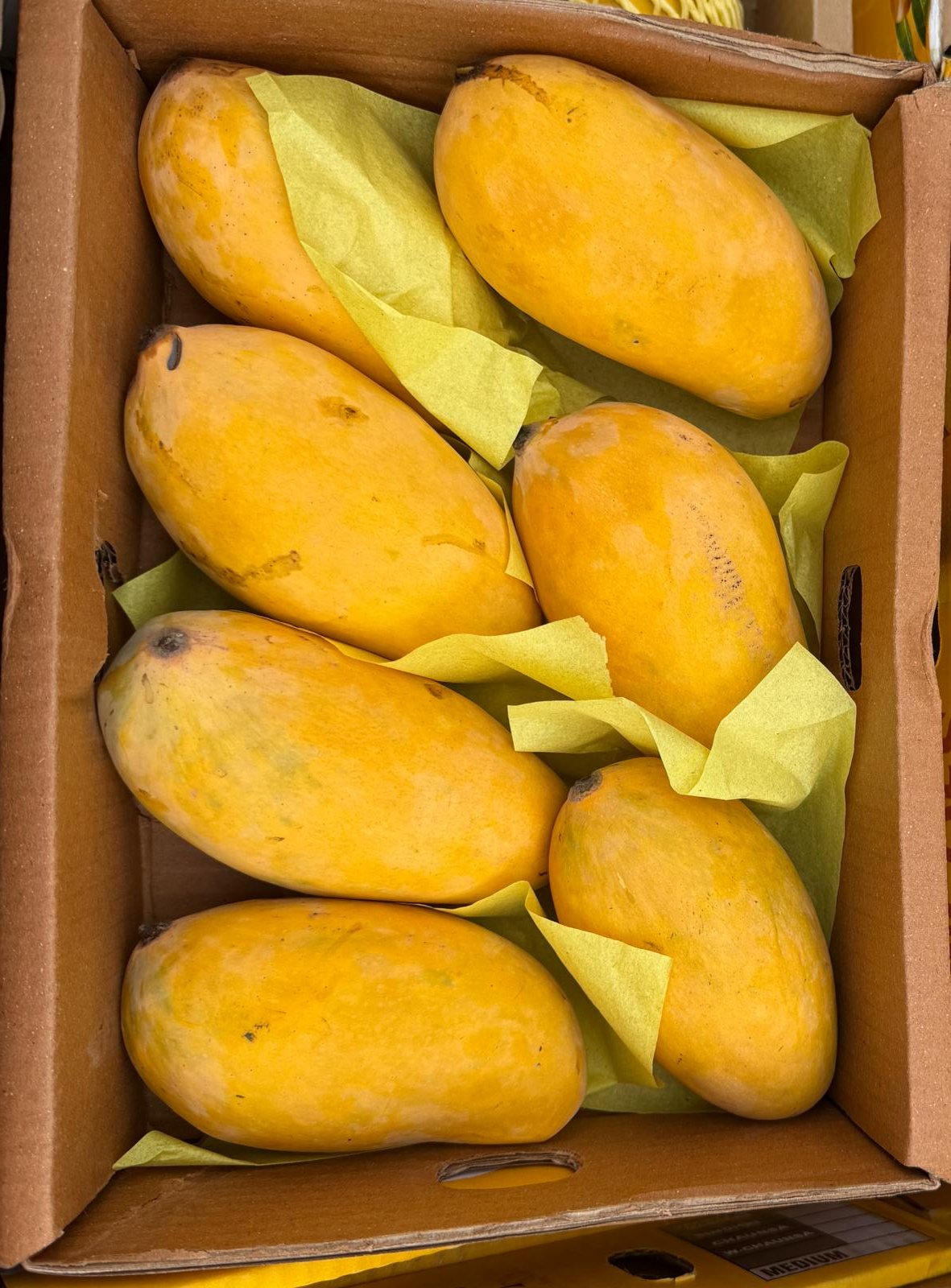Large Box 7-8 Pieces Pakistani Sindhri Mangoes